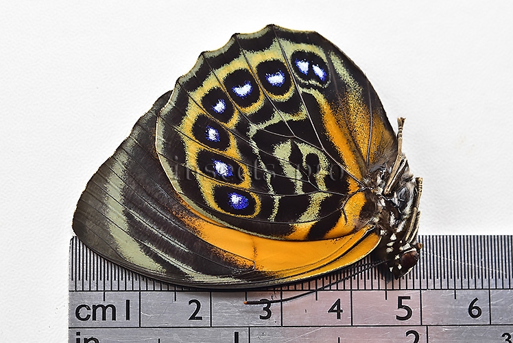 Agrias phalcidon excelsior f. viridifasciata ♀ EXTREME FORM - Image 3