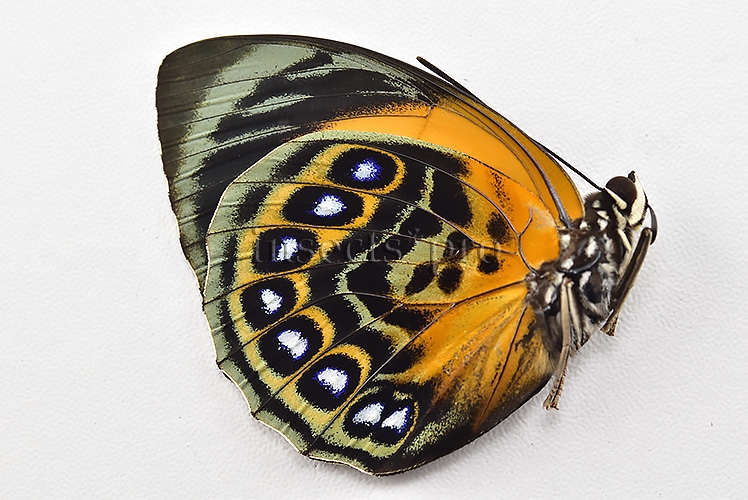 Agrias phalcidon excelsior A1 ♀ - Image 2