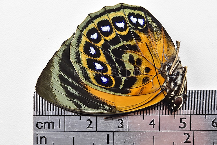 Agrias phalcidon excelsior A1 ♀ - Image 3