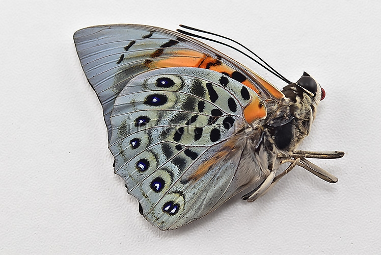 Agrias narcissus obidonus f. christinae ♂ - Image 2