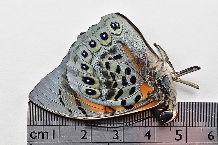 Agrias narcissus obidonus f. christinae ♂ - Image 3