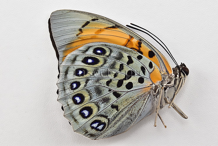 Agrias narcissus obidonus f. chrysotaenia A1 ♀ - Image 2