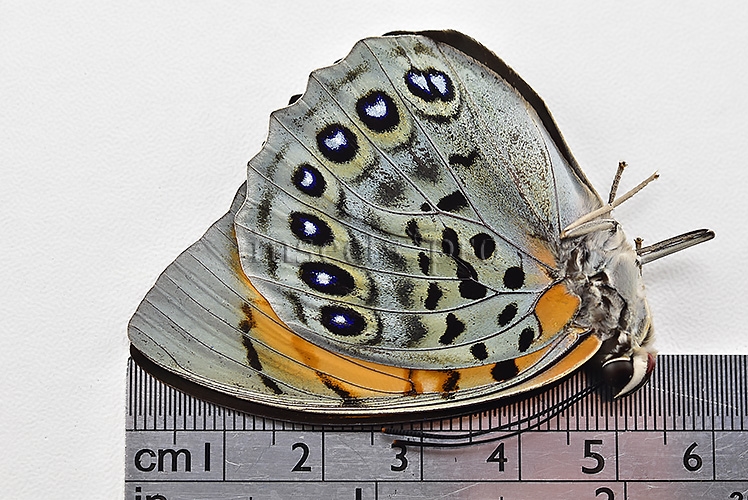 Agrias narcissus obidonus f. chrysotaenia A1 ♀ - Image 3