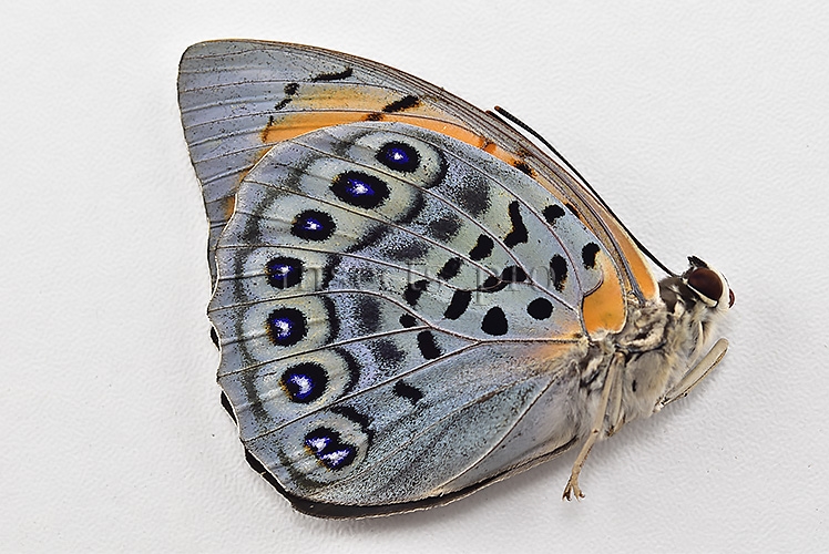 Agrias narcissus obidonus f. chrysotaenia ♀ GOOD PRICE - Image 2