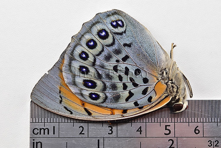 Agrias narcissus obidonus f. chrysotaenia ♀ GOOD PRICE - Image 3