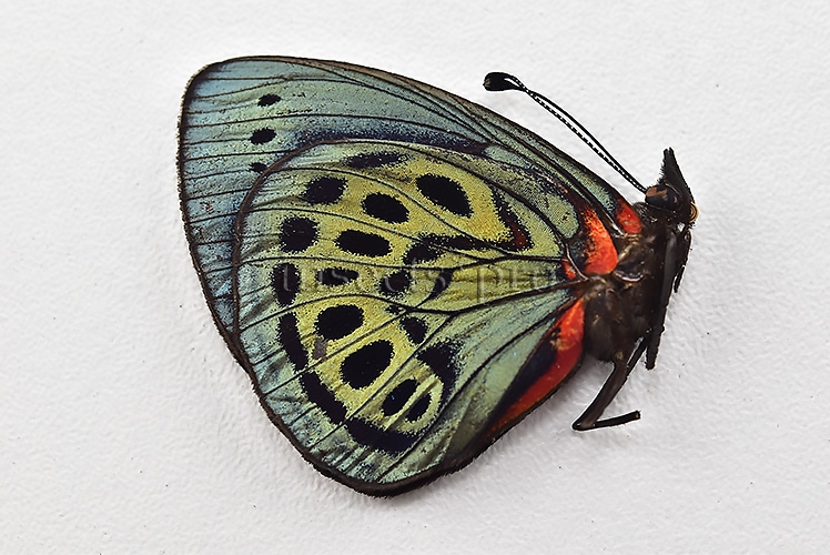Asterope leprieuri leprieuri ♂ RARE