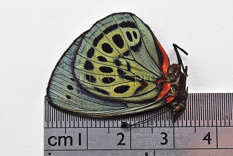 Asterope leprieuri leprieuri ♂ RARE - Image 2