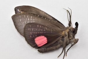 Tetrisia florigera A1 ♀ RARE