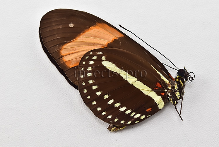 Heliconius hermathena sabinae A1 ♂ RARE - Image 2