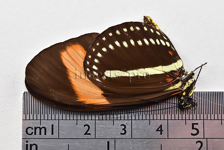 Heliconius hermathena sabinae A1 ♂ RARE - Image 3
