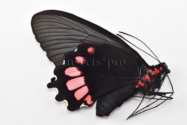 Parides orellana ♀ - Image 2