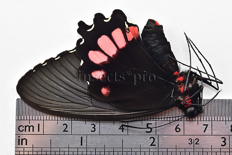 Parides orellana ♀ - Image 3