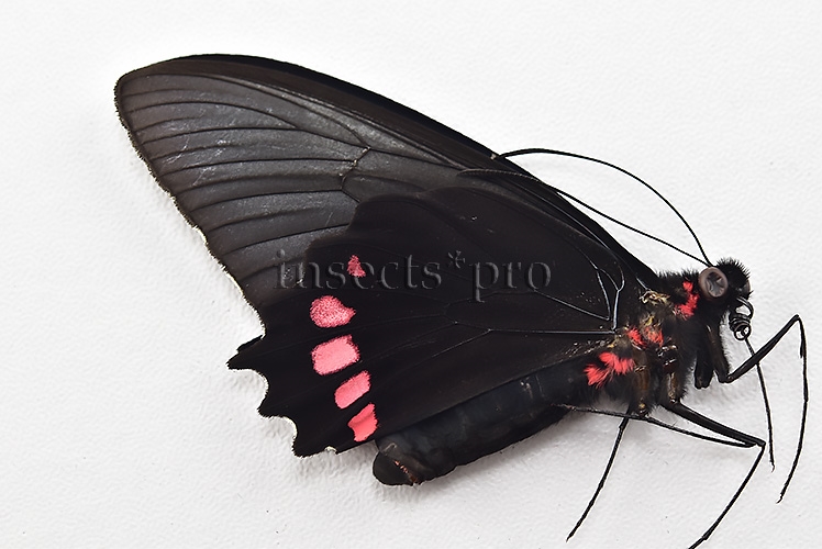 Parides orellana A1 ♂ - Image 2