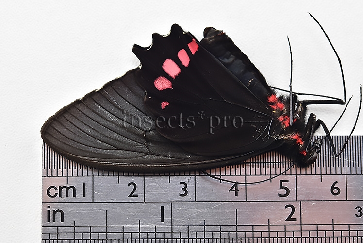 Parides orellana A1 ♂ - Image 3