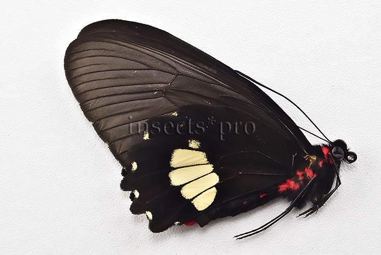 Parides cutorina A1 ♀ - Image 2