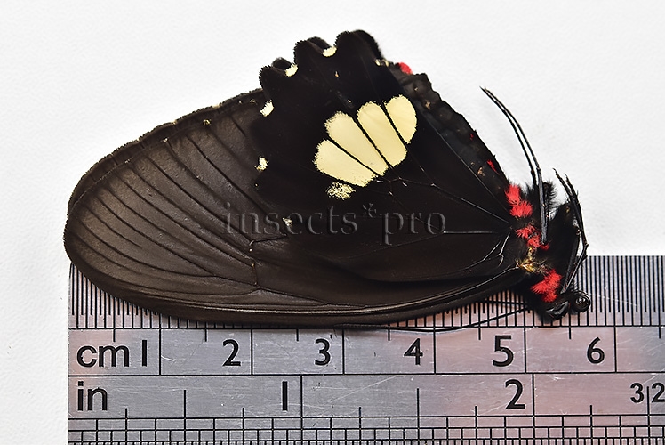 Parides cutorina A1 ♀ - Image 3