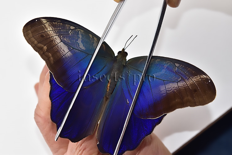 Caligo suzanna A1 ♂ - Image 4