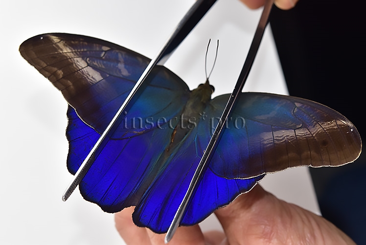 Caligo suzanna A1 ♂