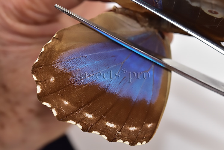 Morpho menelaus huebneri ♀ - Image 4
