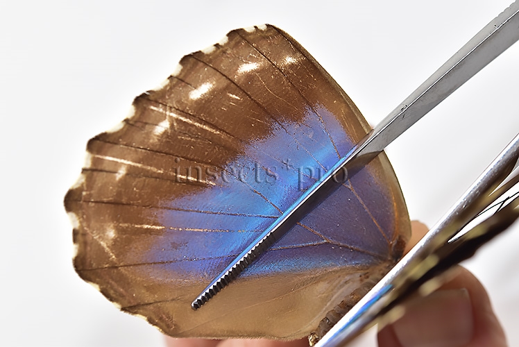 Morpho menelaus huebneri ♀ - Image 5