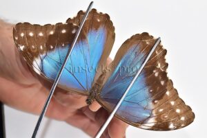 Morpho menelaus huebneri ♀
