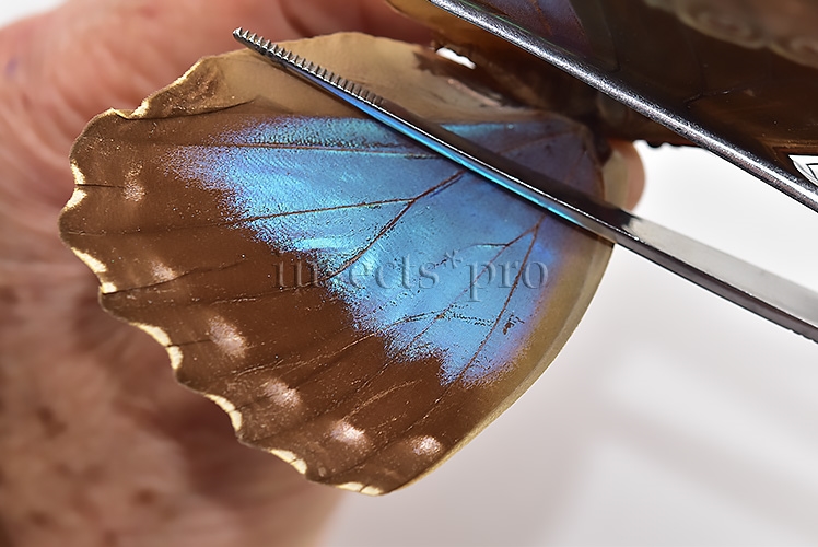 Morpho menelaus huebneri ♀ - Image 4