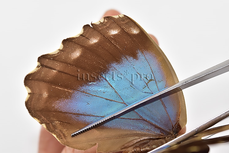 Morpho menelaus huebneri ♀ - Image 5