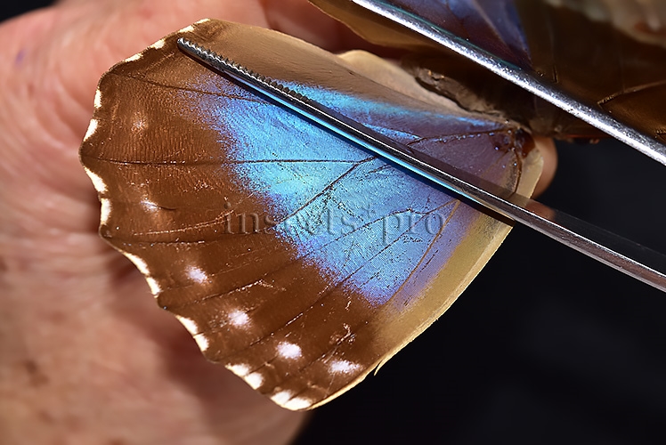 Morpho menelaus huebneri ♀ - Image 4