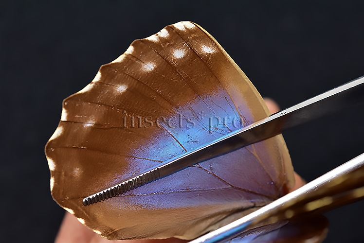 Morpho menelaus huebneri ♀ - Image 5