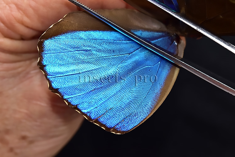 Morpho menelaus huebneri ♂ - Image 4