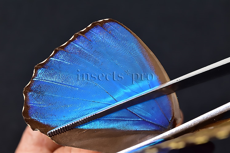 Morpho menelaus huebneri ♂ - Image 5