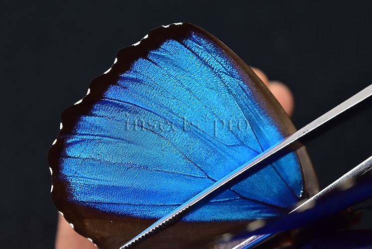 Morpho menelaus occidentalis A1 ♂ - Image 5