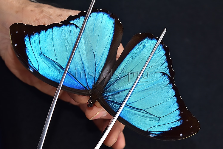 Morpho menelaus occidentalis A1 ♂