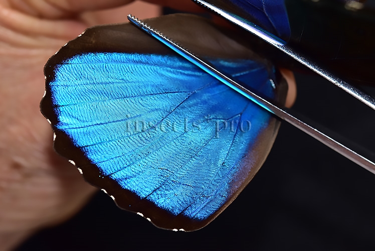 Morpho menelaus occidentalis A1 ♂ - Image 4