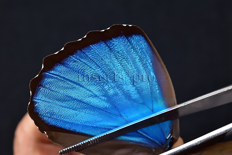 Morpho menelaus occidentalis A1 ♂ - Image 5