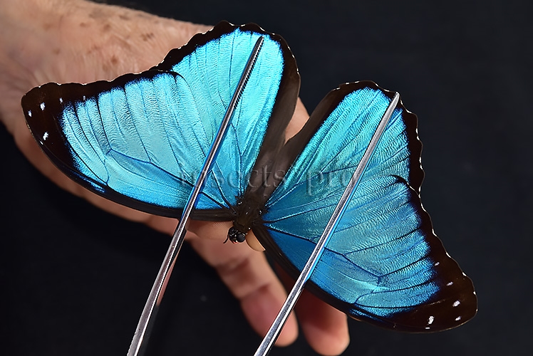 Morpho menelaus occidentalis A1 ♂