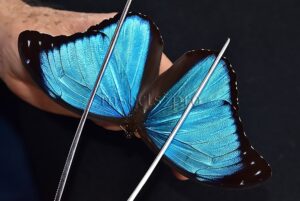 Morpho menelaus occidentalis ♂