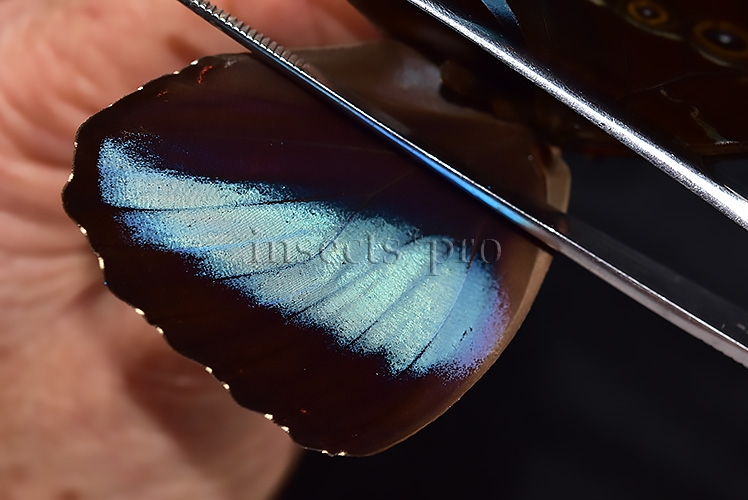 Morpho helenor helenor A1 ♂ - Image 4