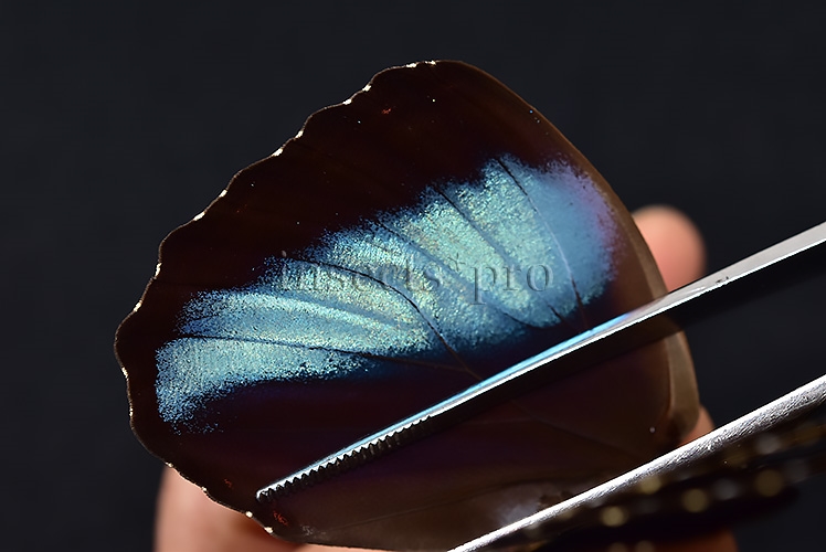 Morpho helenor helenor A1 ♂ - Image 5