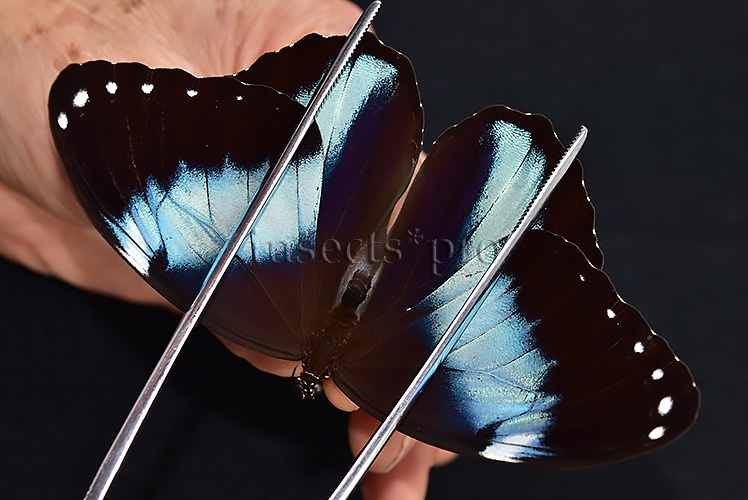 Morpho helenor helenor A1 ♂