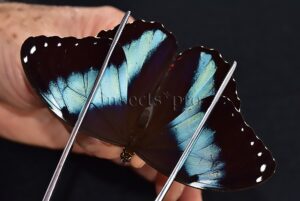 Morpho helenor helenor A1 ♂