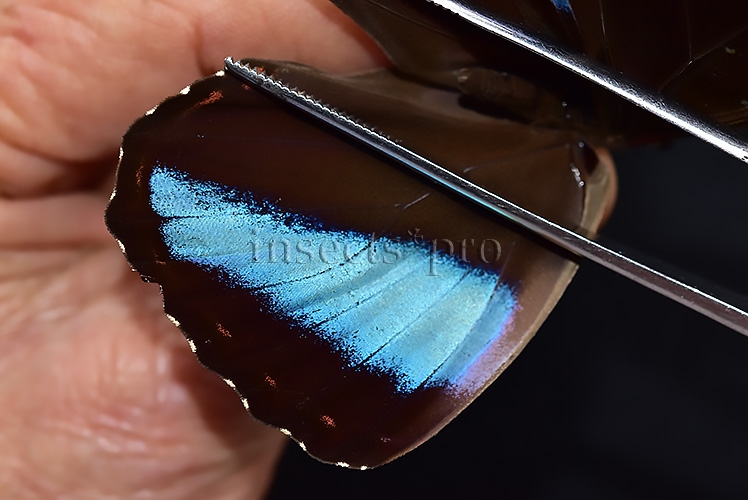 Morpho helenor helenor A1 ♂ - Image 4