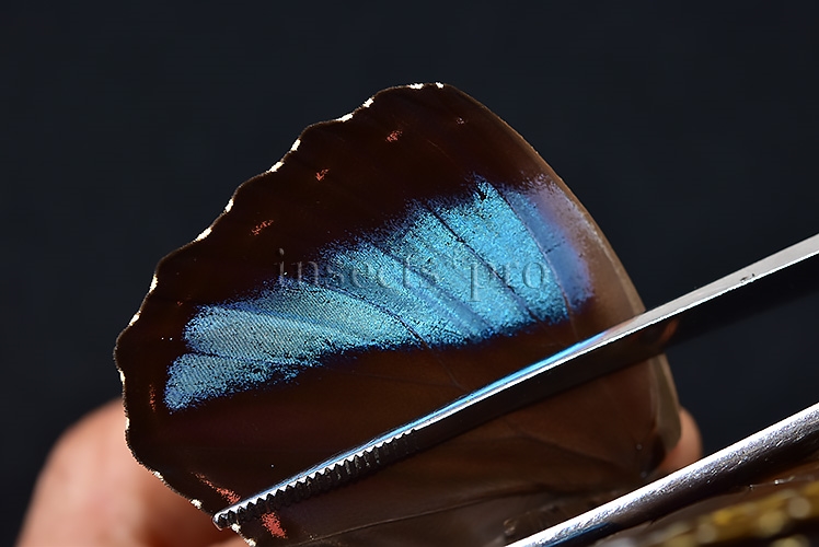 Morpho helenor helenor A1 ♂ - Image 5