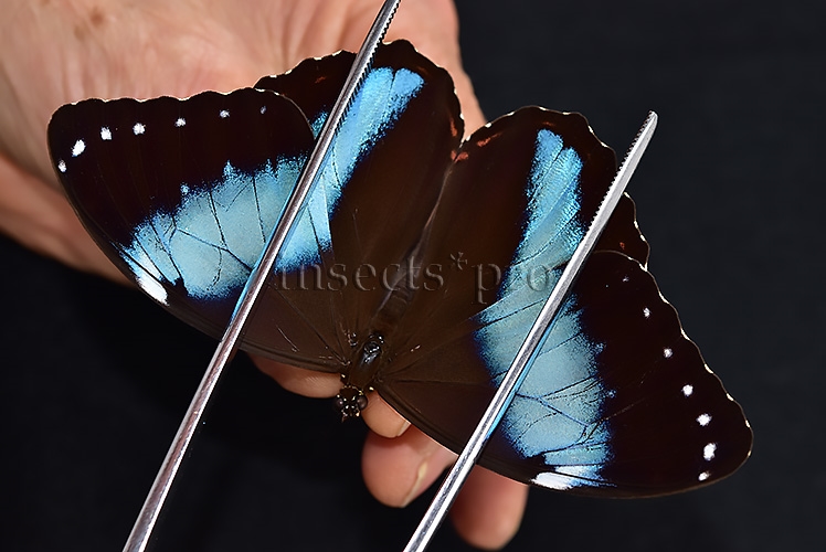 Morpho helenor helenor A1 ♂