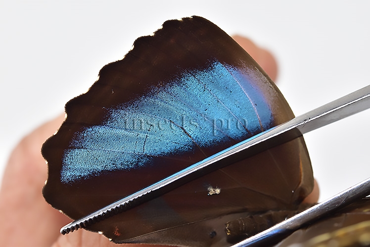 Morpho helenor helenor A1 ♂ - Image 5