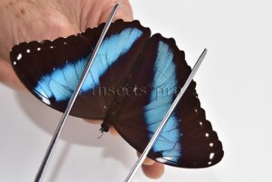 Morpho helenor helenor A1 ♂