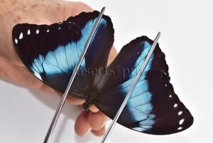 Morpho helenor helenor ♂
