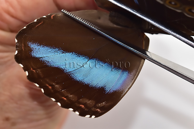 Morpho helenor helenor ♀ - Image 4