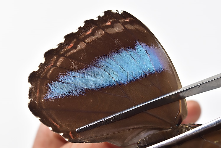 Morpho helenor helenor ♀ - Image 5