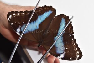 Morpho helenor helenor ♀
